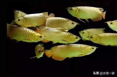 龍魚水溫